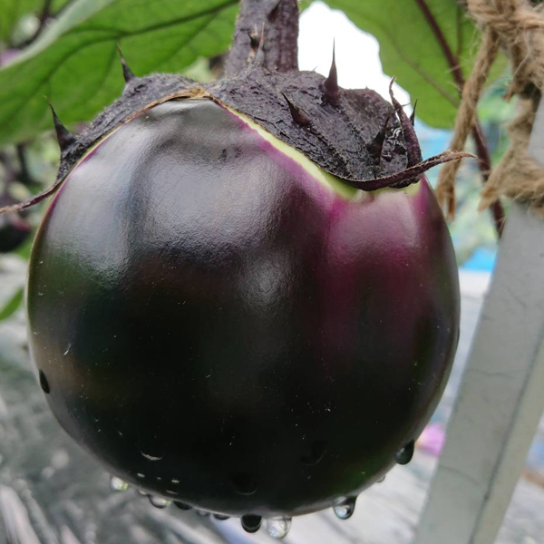 こだわりの野菜